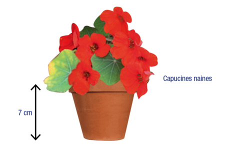 Packet of Dwarf Nasturtium Seeds - 4 - Gardening for Kids - 10doigts.com - Gardening for Kids – 10doigts.fr