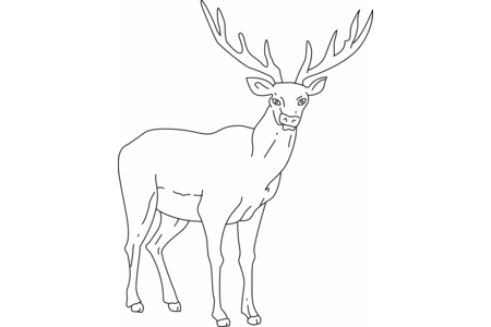 Printable coloring pages: Deer 03 – 10 Doigts