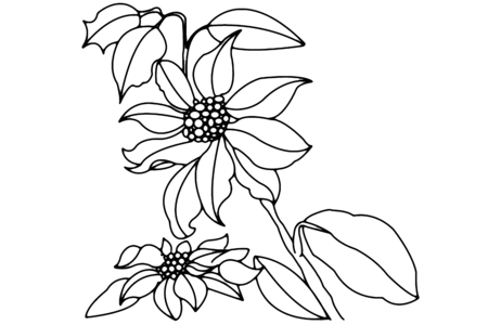 Printable coloring pages: Flowers 013 – 10 Doigts