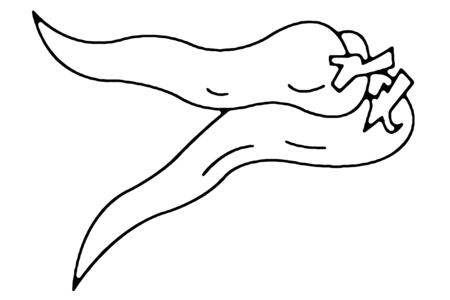 Dibujos para imprimir : Pimientos 01 – 10 Doigts