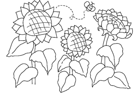 Printable coloring pages: Sunflowers 03 – 10 Doigts