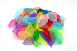 feuilles squelette naturelle - Fleurs et feuilles décoratives - 10doigts.fr - 2