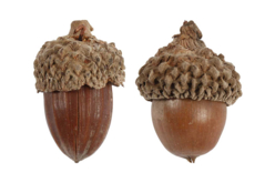 Natural Acorns - 12 Pieces - 2 - Dried Flowers, Pine Cones - 10doigts.com - Dried Flowers, Pine Cones - 10doigts.fr