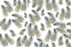 plumes naturelle poule - Plumes décoratives - 10doigts.fr - 2