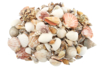 Natural Shells - 1 kg - 1 - Pebbles and Shells - 10doigts.com - Pebbles and Shells – 10doigts.fr
