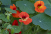 Packet of Dwarf Nasturtium Seeds - 3 - Gardening for Kids - 10doigts.com - Gardening for Kids – 10doigts.fr