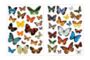 Gommettes Papillons Realistes - Animal Stickers – 10doigts.fr