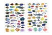 Gommettes Poissons Realistes - Animal Stickers – 10doigts.fr