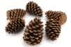 Large Pine Cones - 6 Pieces - 1 - Natural Decorations - 10doigts.com - Natural Decorations – 10doigts.fr