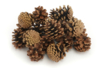 Pine Cones - 20 Pieces - 1 - Natural Decorations - 10doigts.com - Natural Decorations – 10doigts.fr