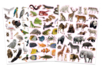 Wild Animal Stickers - 96 pcs - 2 - Animal Stickers - 10doigts.com - Animal Stickers – 10doigts.fr
