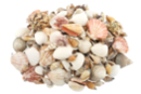 Natural Shells - 1 kg - Pebbles and Shells - 10doigts.fr