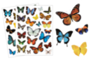 Gomets mariposas realistas - 44 pcs - Gomets realistas - 10doigts.fr