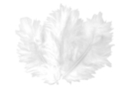 White Feathers - Set of About 50 Feathers - Decorative Feathers - 10doigts.fr