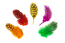 Plumas multicolores - aproximadamente 20 plumas - Plumas decorativas 10449 - 10doigts.fr