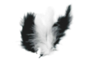 Black and White Feathers - Set of about 50 Feathers - Decorative Feathers - 10doigts.fr