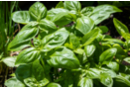 Basil Seeds - Gardening for Kids 57443 - 10doigts.fr