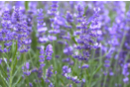 Semillas de lavanda - Jardinería niños 57448 - 10doigts.fr