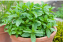 Green mint seeds - Gardening for Kids 57445 - 10doigts.fr