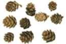 Pine Cones 1.5 to 3 cm - Pack of approximately 15 pieces - Dried Flowers, Pine Cones - 10doigts.fr