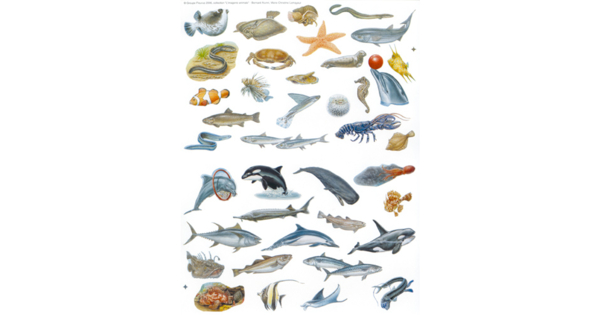 Assam Fish Sticker Set of 468 Fish Stickers