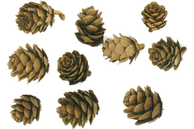 Mini Pine Cones - 15 Pieces - 1 - Dried Flowers, Pine Cones - 10doigts.com - Fleurs séchées et pommes de pin pour les loisirs créatifs - 10doigts.fr