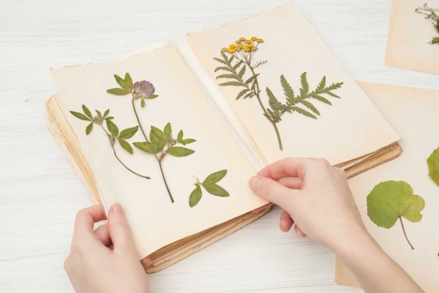 Flower and Leaf Press - 2 - Animal and Nature Kits - 10doigts.com - Kits animaux et nature : créez votre propre univers sauvage - 10doigts.fr