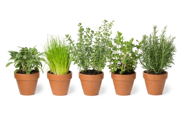 Herb Seeds - 2 - Gardening for Kids - 10doigts.com - Jardinage enfants - 10doigts.fr